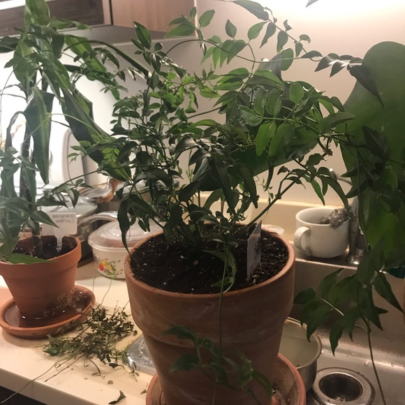 Common Jasmine - Picture 3 of 10